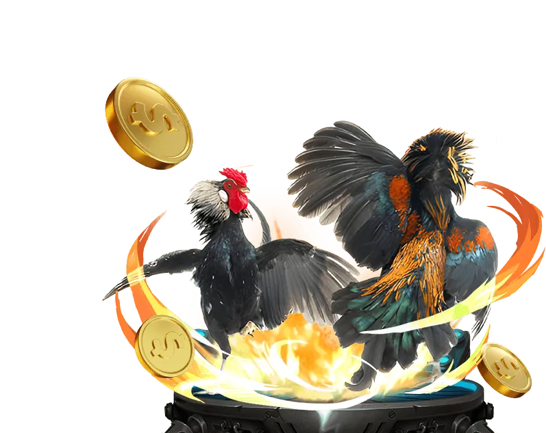 Đá gà Thomo trực tiếp K888